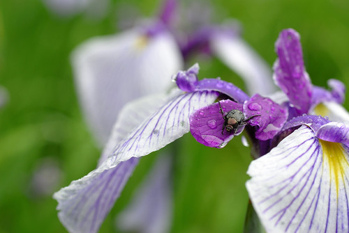 Japanease beetle on iris