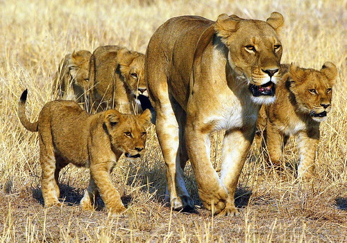 Female Lion with Cubs