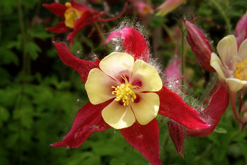 Scarlet and yellow columbine with guest