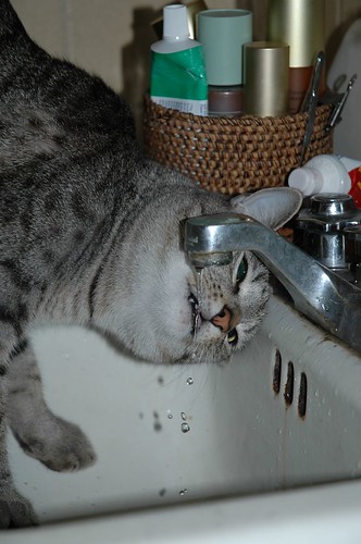 He can drink from a sink, but not a bottle. Why?