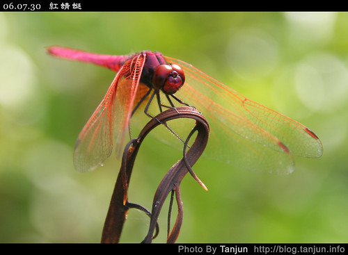 紅蜻蜓(二)