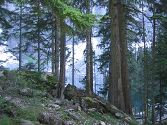 Lake Serene Through Trees