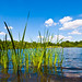 Chorlton Waterpark Reeds