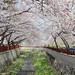 Jinhae(鎮海) Cherry Blossom
