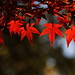 Autumn Leaf Color in Garden (Ueno Park, Tokyo, Japan)