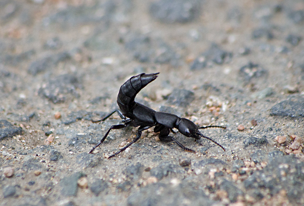 :   ( ) / Ocypus olens / Devil's coach-horse beetle (Cocktail beetle) /   / Schwarzer Moderk