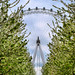 London Eye Spy Blossom Trees (Sakura)