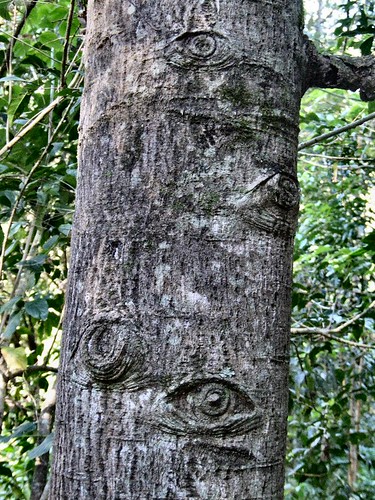 tree eyes by newilluminati.