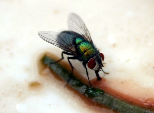 fly on my food