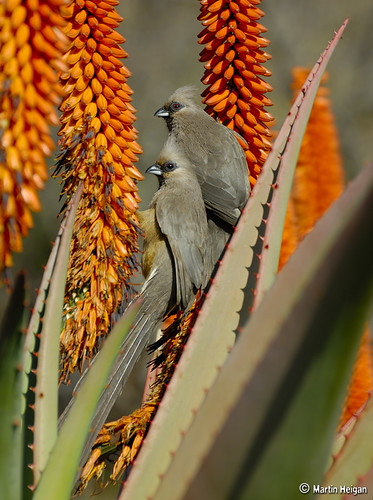 Mousebirds on Aloe ferox flowers