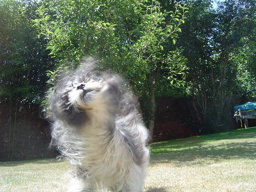 move your body dog by Ol.v!er [H2vPk] via Flickr.com