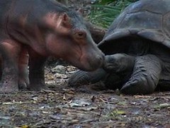 hippo kissing tortoise (5) by Ummayyah