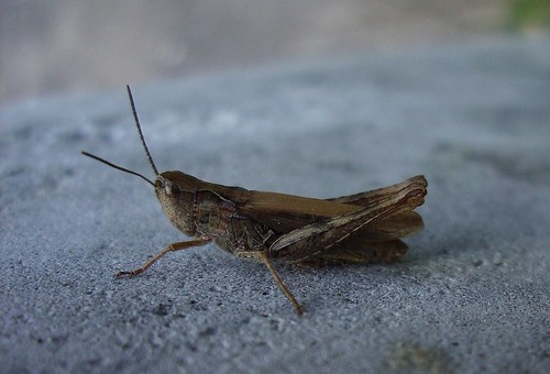 Grasshopper ©  Sergey G