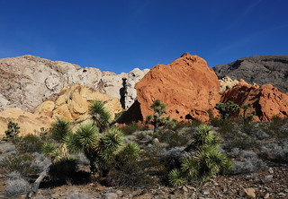 Gold Butte National Monument -- Whitney Pockets