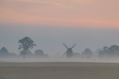 Tree and windmill