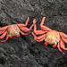 Sally Lightfoot Crabs (Grapsus grapsus)