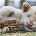 Grimacing white cub with wood