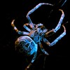 Hanse Spider (Araneus diadematus)