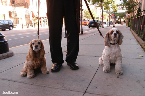 Walking the dogs on Wells Street (October 2003.)