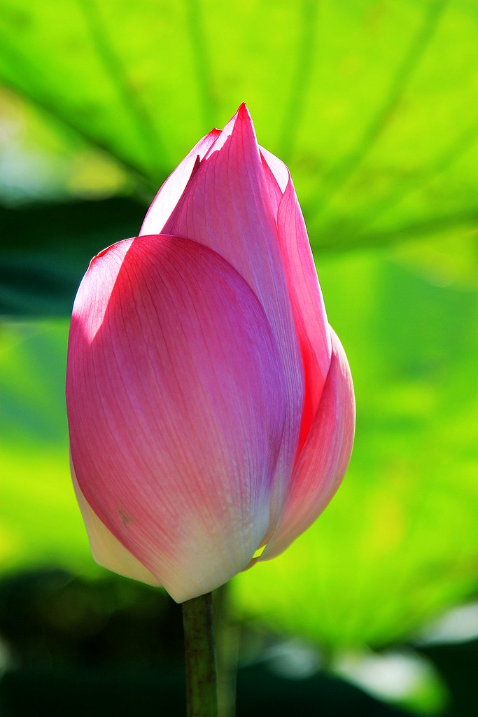 Beautiful Plant~~Lily