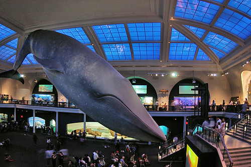 AMNH blue whale