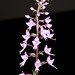 Stenoglottis longifolia – Merle Robboy