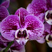 Magenta Phaleanopsis Orchid
