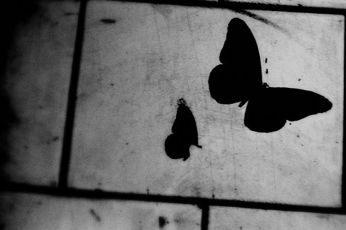 graffiti of butterfly shadows...