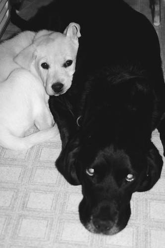 yellow and black labrador - Lily and Ebony