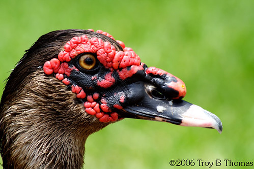 NZ_duck