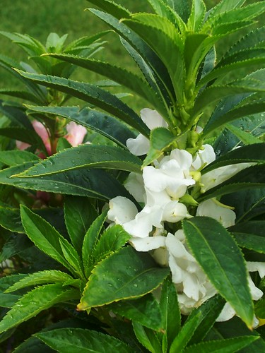 Photos of White Balsam Flowers
