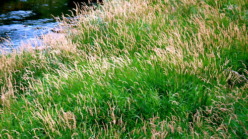Grass Meet Creek, Creek Meet Grass by Terry Bain