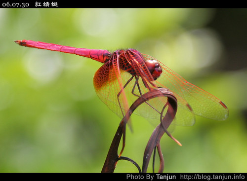 紅蜻蜓(一)