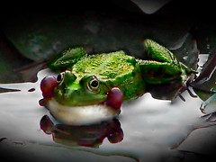 Green Frog!
