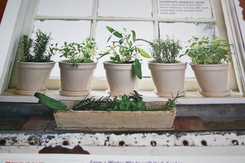 How cute these would look on my kitchen windowsill
