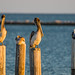 Pelicans tucking in for the evening