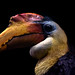 Wrinkled Hornbill (EXPLORE)