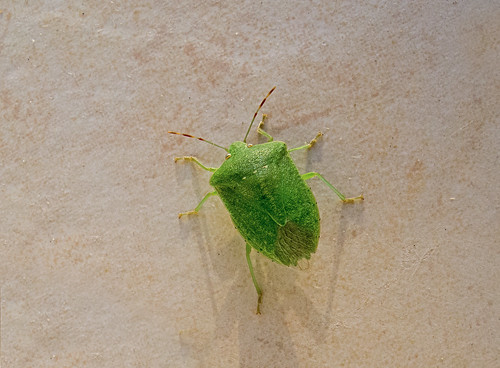 Nezara viridula / Southern Green Stink Bug ©  Katya