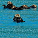 Sea otters 2