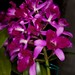 Lc. Tristar Bouquet 'Hawaii' – Anita Spencer