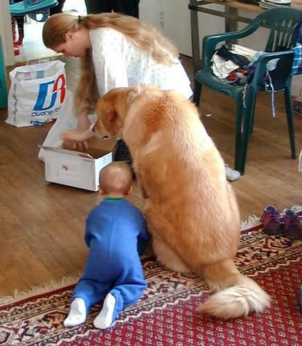 A 20 Pound Baby and 100 Pound Dog Watch Woman Giving CPR to a Box par nosha