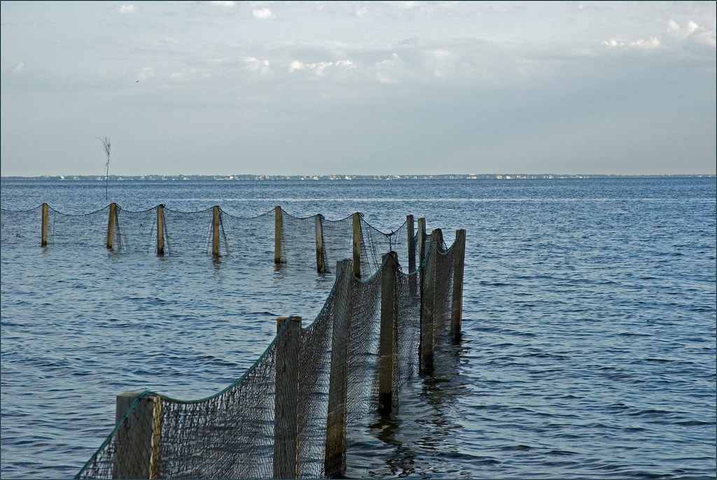 swim nets on Long Island