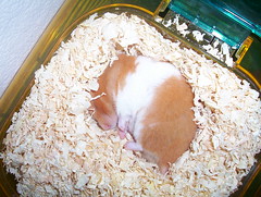 Let Sleeping Hamsters Lie