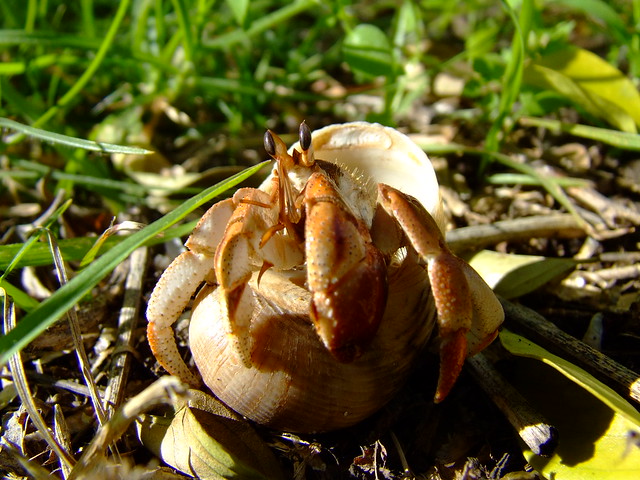 hermit crab goes for a walk