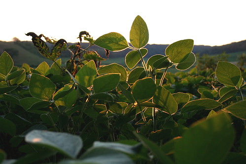 Soybeans in the sunset photo coutesy of Sandor Weisz