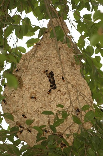 DSC_0067 Wasps' Nest, Lalbagh, 25 July 06
