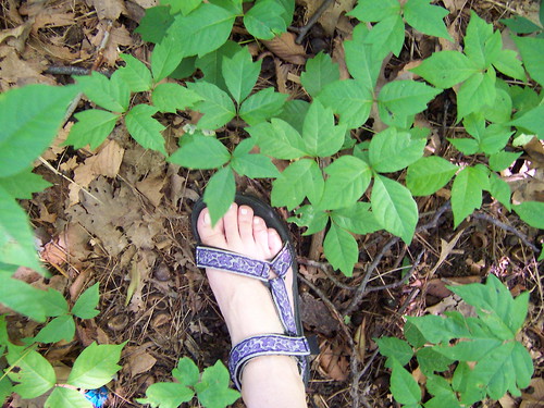 poison oak ivy sumac. Poison Ivy-Oak-Sumac July 10,