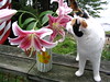 lily and the lillies 作者 samatt
