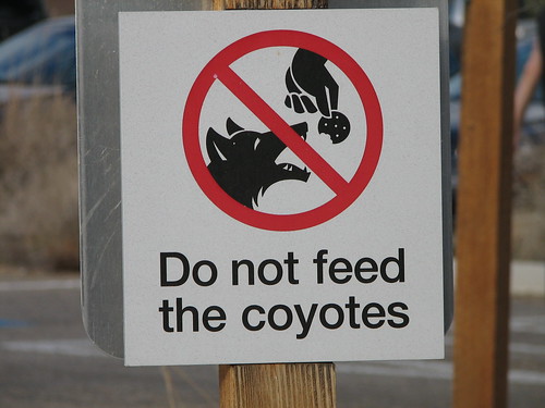 Do not feed the coyotes