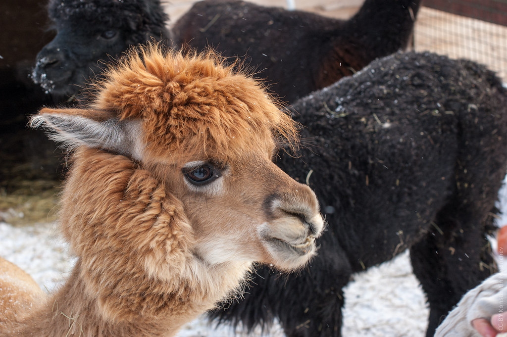 : Alpacas in Moscow
